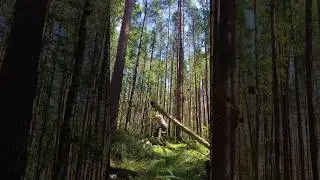 слон и моська часть2 #грибалка #юмор