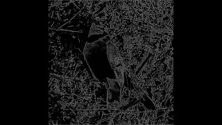 i-Ball - staring.into.a.rotting.soul. (OFFICIAL AUDIO)