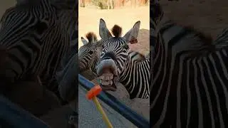 What sound a zebra makes if they want food or attention? #interesting #shorts