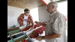 Strawberries remain the top crop in Santa Barbara county, followed by...broccoli?