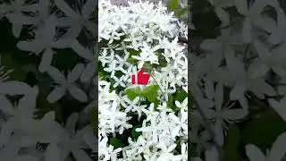 How To Grow Sweet Autumn Clematis #flowers #shorts