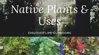 Native American Medicinal Plant Uses