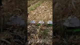 Corn Stalk Shredder in Action: Agricultural Residue Management