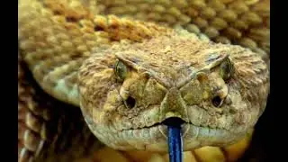 Cel mai periculos șarpe de pe planetă 🪐 TAIPANUL DE USCAT 🐍 ⚠️#pericolo #șarpe #snake #shake video 