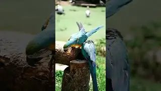 Beautiful Nature Scenery | Peaceful Mountains, Birds & Green Forest 🌿 | Relaxing Nature Video