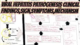 Viral Hepatitis Pathogenesis @umerfarooqbiology7083