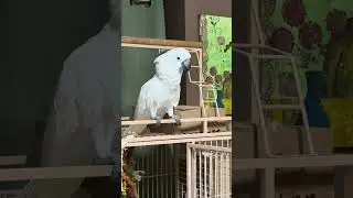 Choir Bird #yuki #bird #cockatoo #singing