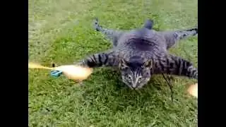 Stuffed Cat Hellicopter / Quadcopter
