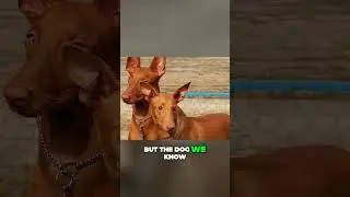 Meet the Ancient Pharaoh Hound