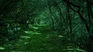 Paseo por el Bosque: Piano Relajante y Canto de Aves