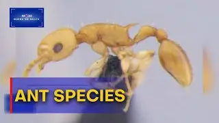 Anim na bagong species ng langgam, nadiskubre ng National Museum of the Philippines