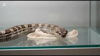 From Snake Skin to Luxury Hat | Inside the Real Snake Skin Processing Factory