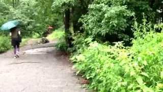 Central Park's Silty Soil as compared to Wimbledon