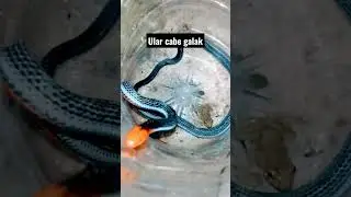 ular cabe