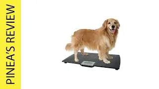 Best Pet Scales 2025 - Top 5