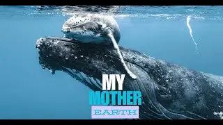 Pacific Ocean's EPIC Whale Migration Routes Revealed