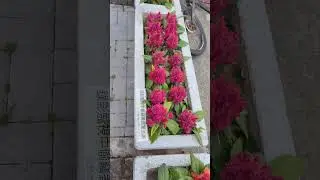 多色雞冠花 Vendre des plantes en pot  雞冠花 VID20250623081338