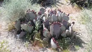 Beavertail Cactus (Opuntia basilaris), Anza-Borrego Desert State Park, Sonoran Desert