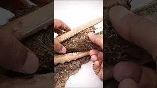 Mounting Bromeliads