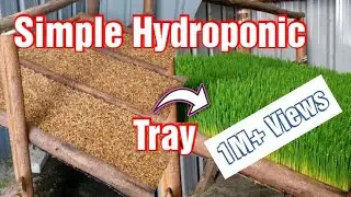 Simplest Home-made Hydroponic Fodder Tray