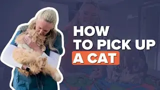 Как взять кошку на руки