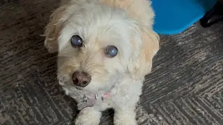 Adorable doxiepoo Lucy playing with her toys