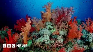 Egypt's rare coral reefs threatened by oil pollution &ndash; BBC News