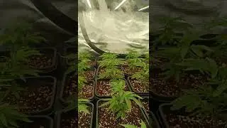 ❌ &iexcl;CONTROLA este ERROR! 🚨 Seguimiento a sobrefertilizaci&oacute;n en Cultivo interior #Shorts