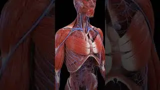 Human Body functions 👀 #helthtips #bodybalance #helthtips #humananatomy