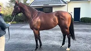 Little Big Bear at Coolmore Stud