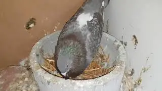 No ponen mis palomas ¿será la alimentación?