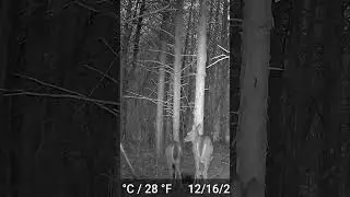 Game Cam Highlights 20