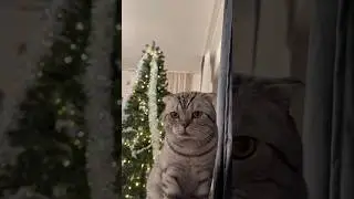 Самая жуткая фраза &hellip; #cat #catlovers #видосыоткота #catshorts #юмор #прикольныекоты