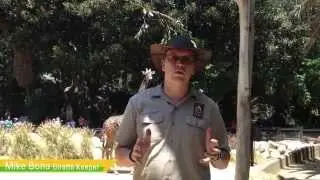 World Giraffe Day at the L.A. Zoo