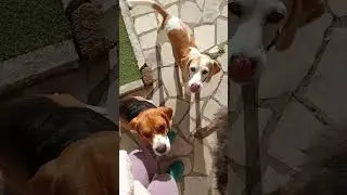 Dog Training - Off-Leash Heel with a Beagle! #beagle #dogtraining #dogtrainingtips