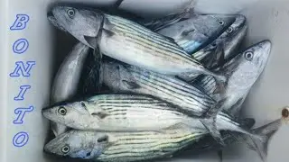 The Bonito Are Going Crazy