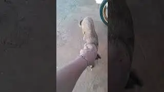 essa &eacute; a guria
