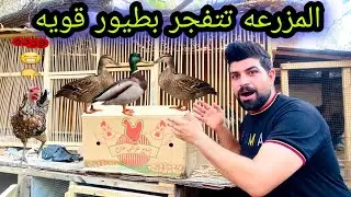 جبت طيور للمزرعه 🦆وجبت طيور للمحميه🦜