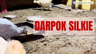 Guinea Fowl Se Dar Gayi Silkie Hen 😟 | Real Pet Life