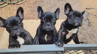 Characters😊French Bulldog puppies from Frenchie Nation