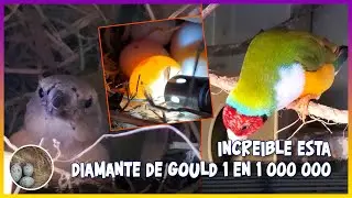 Increíble diamante de gould 1 en 1 000 000🦜