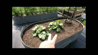 Garden Update - Spring 2025