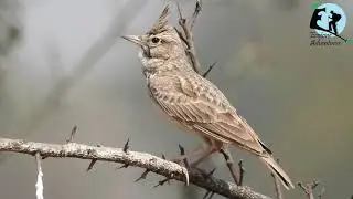 Crested lark Call I Singing I Rare Video