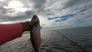 Wade Fishing 51 Degrees Outside Inshore Slam👍😁