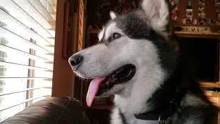 Malamute Sings In The Morning❣