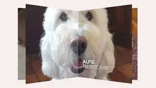 Farewell with Love: A Tribute to Cherished Companions | Peaceful Paws Memorial May 2024