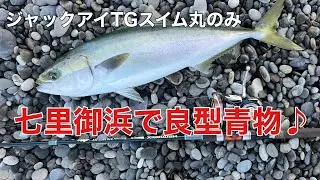 【出た！】七里御浜でメジロをゲット！【ジャックアイTGスイム】