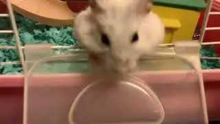 A presentation from my hamster&rdquo;claws&rdquo;