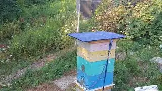 Swarm - Parry Sound and Area Community Apiary