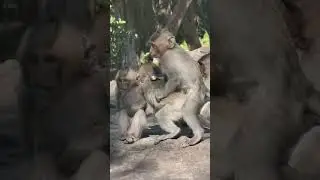 Adorable small baby monkey hugging